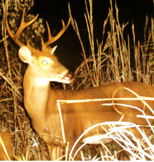 trough buck